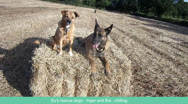 Rescue Dogs - Bai and Inger