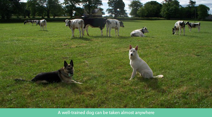 Image of dogs amongst cows